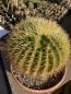 Preview: Ferocactus grusonii